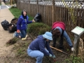 Volunteers working in the garden to remove overgrown plants.